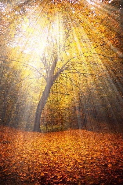 Я пьяница осеннего дождя...