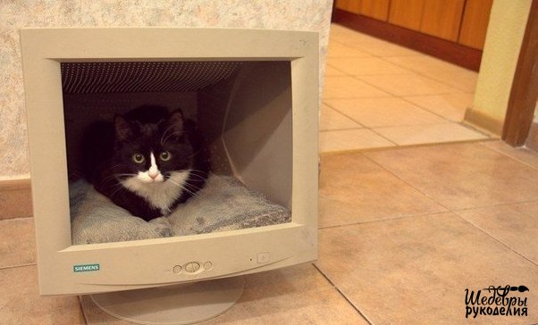 Совет кошатникам...