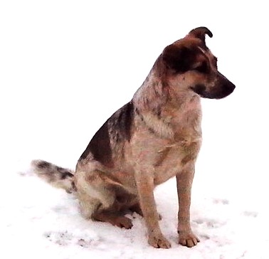 Муха. Памяти уличной дворняги