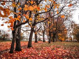 Старый клён