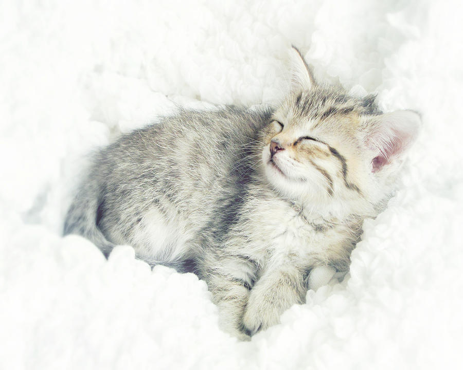 Зима проснулась. Зимние коты. Кот в снегу. Котята зимой. Кот валяется в снегу.