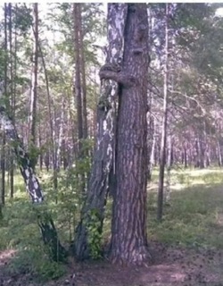 На пригорке двое шепчутся листвою