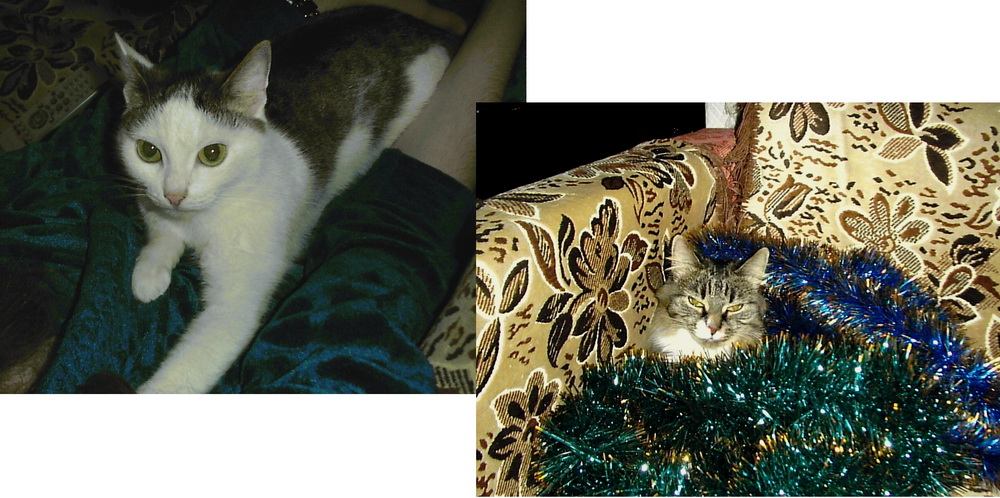 Мои любимцы