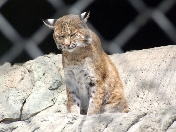 Спасите рысь!