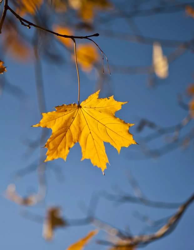 Небо серое, увы!