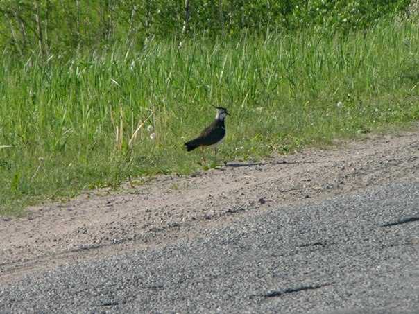 Дачные рассказы