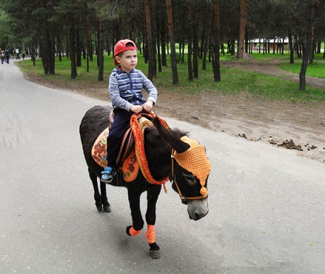 Толстый человек на осле