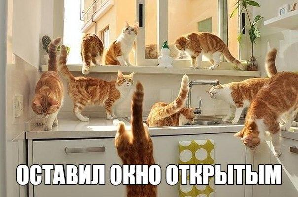 Пришёл домой, а тут такое...