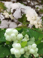 Предвестник