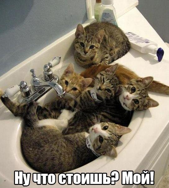 Банный день...