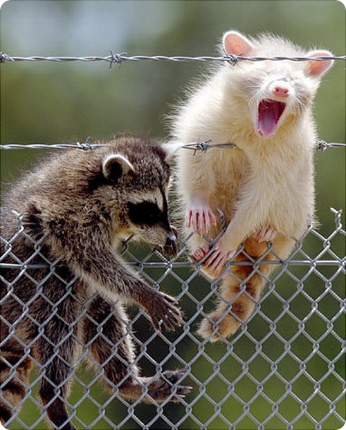 Ушки на макушке