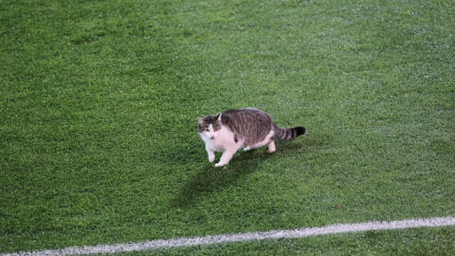 Котэ... но не Махарадзе...