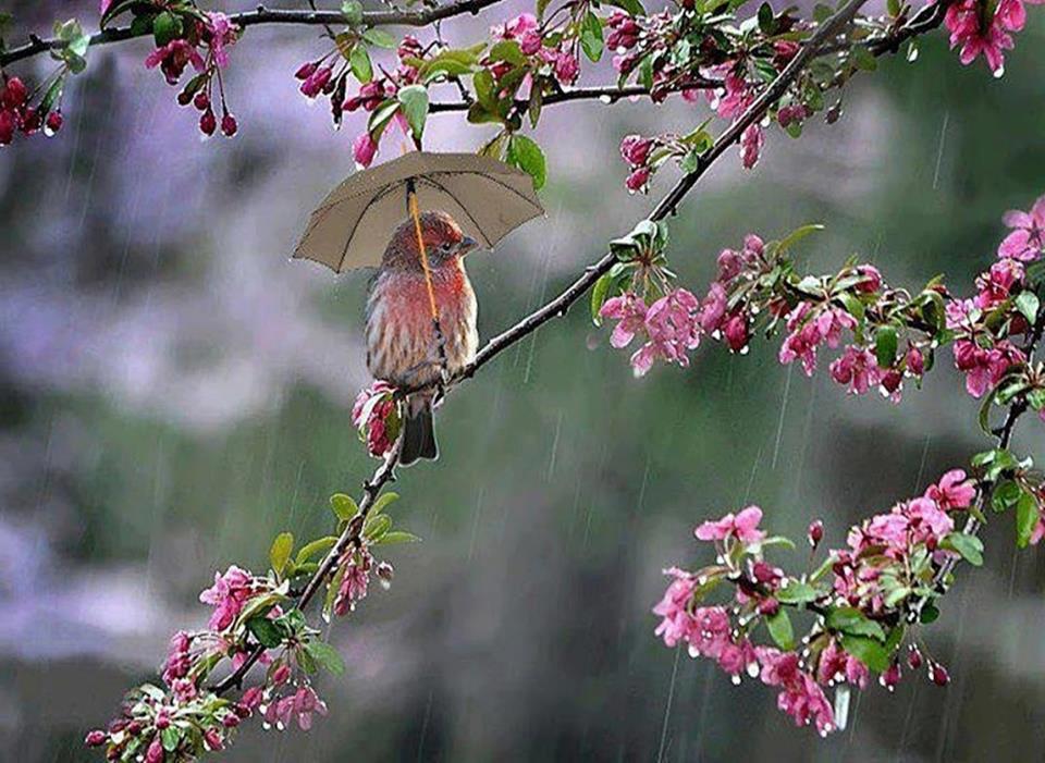 Прорастаем Друг в Друга Дарами