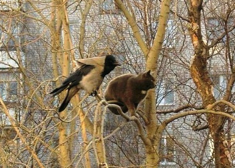 Высоко сидим... Комментарий к фото