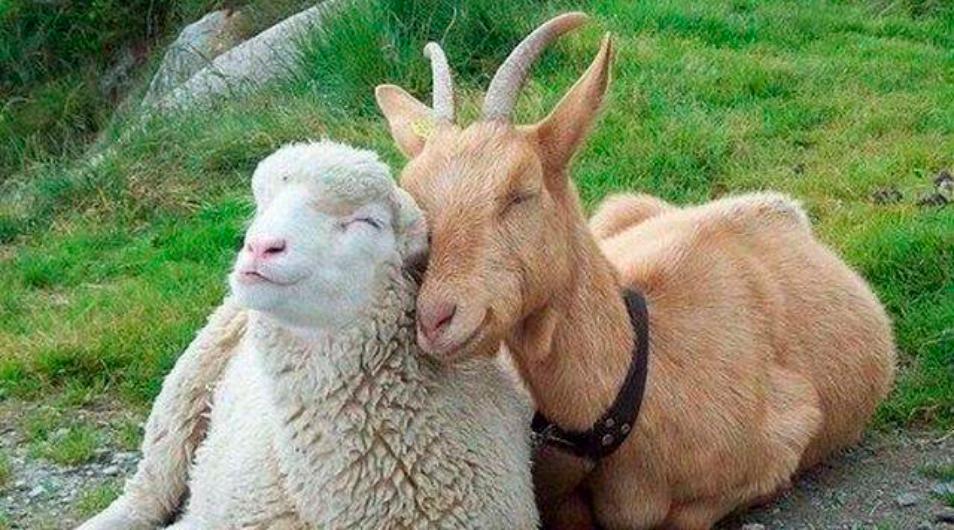 Diferencia entre cabra y oveja