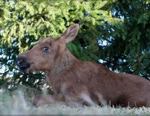 Осенняя сказка