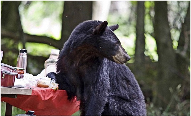 Рифмованный анекдот 63 Саша Локоть