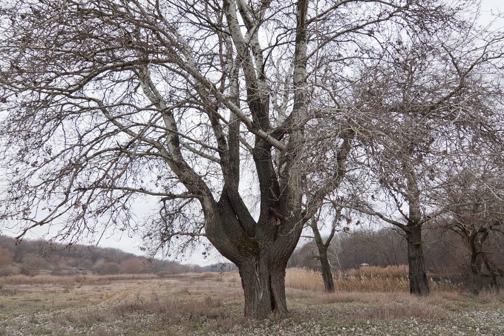 старый осокорем. самый старый тополь в мире. старый тополь залукокоаже. тополь черный осокорь. тополь черный ствол.