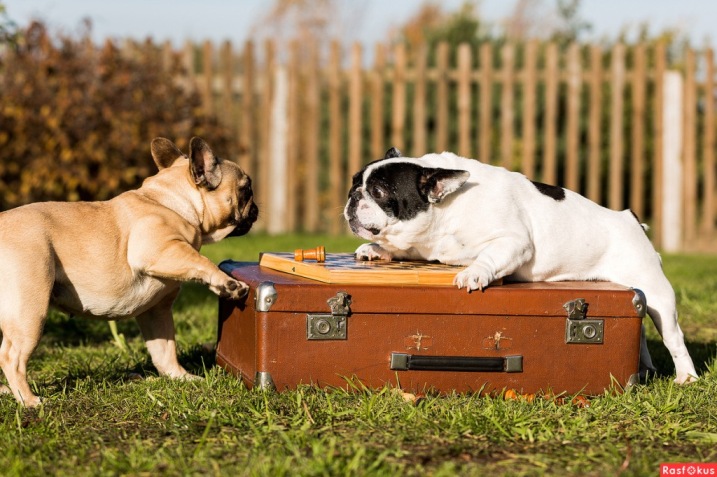 Сицилианская защита. Комментарий к фото