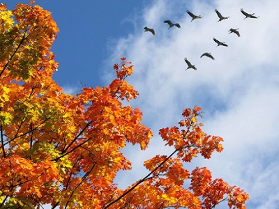 Градус осени