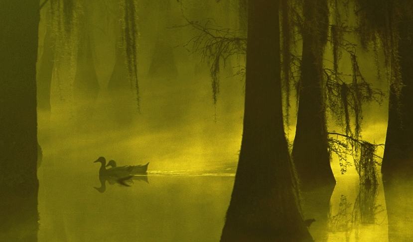 Откуда ты пришла моя тоска