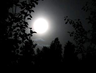 Ночные куролесья