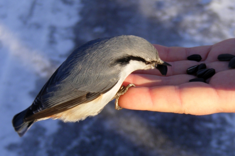 Судьба не держит