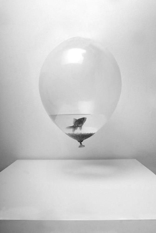 рыбы не умеют летать