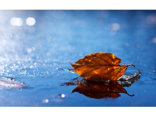 Подводит осень грустные итоги