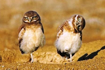 Большой и малый брат