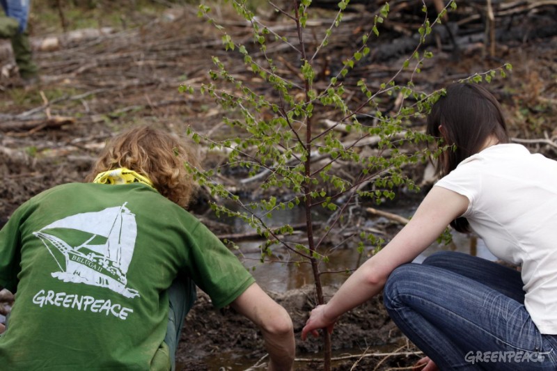 Гринпис лесной. Волонтеры Гринпис. Волонтеры сажают деревья. Дерево Гринпис. Гринпис Лесной проект.