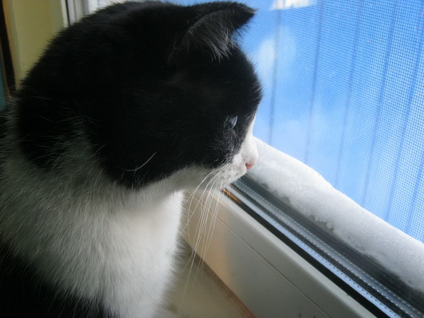 Задумчивый кот