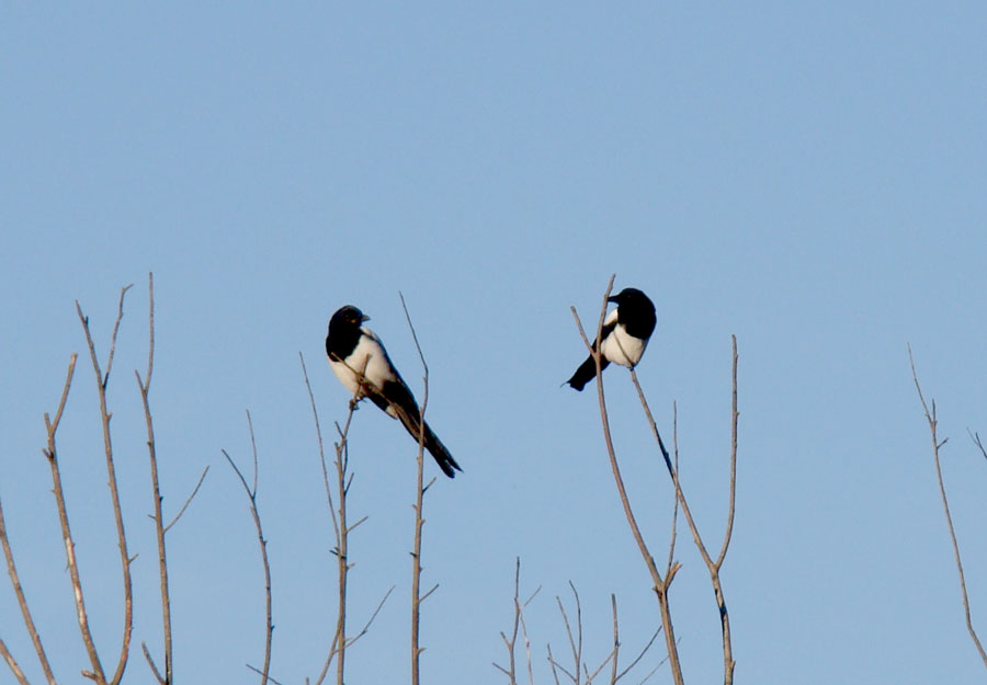 сорока птица. две сороки. сорока обыкновенная гнездо. сорока двух часов. сорока (осень).