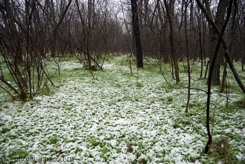растения снег макро. растения под сугробом. травинка под снегом. трава под снегом сколько. весенняя травка.