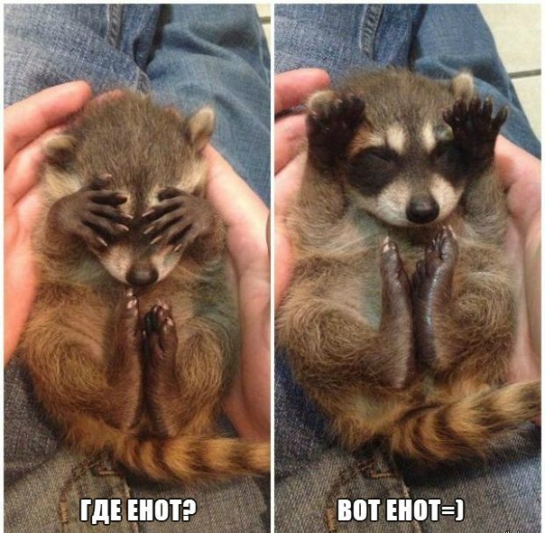 Где енот? - Вот енот!