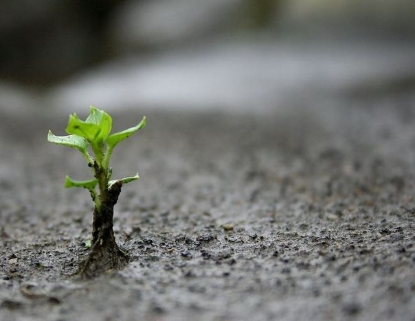 В ладонях земли