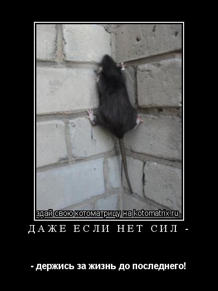 Держусь Из Последних Сил Картинки