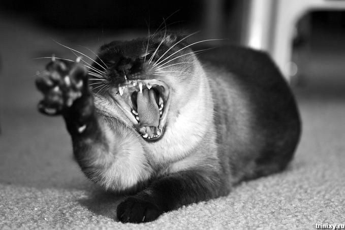 На душе скребутся кошки