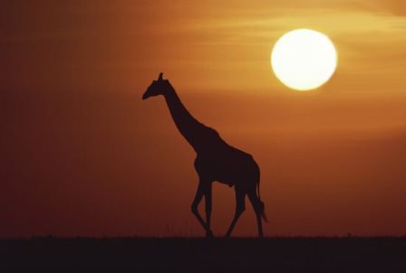 Там бродит жираф