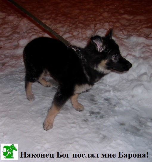 Наконец Бог послал мне Барона!
