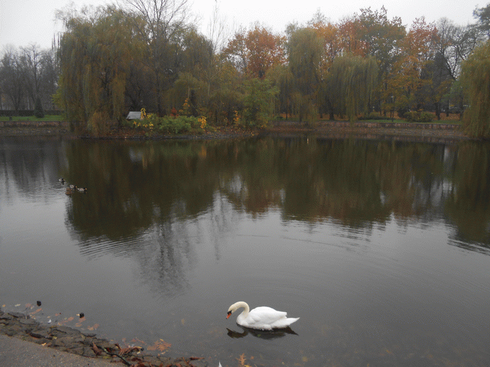 Осенний лебедь на пруду (Светлана Борщ) / Стихи.ру