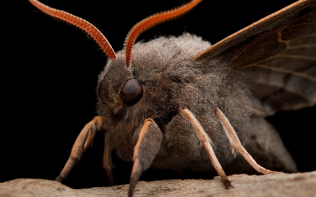 Глаза мотылька