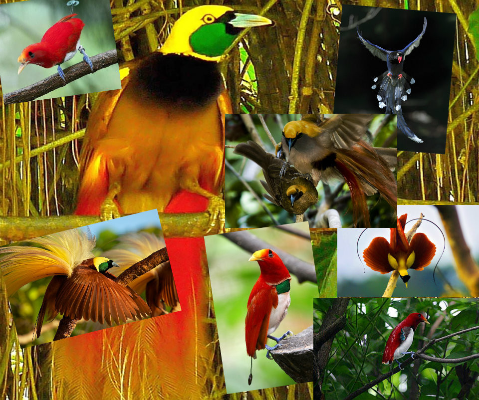 Ах, как птицы поют!