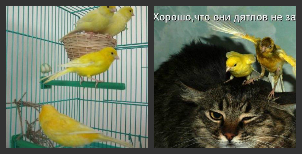 Жалоба кота...