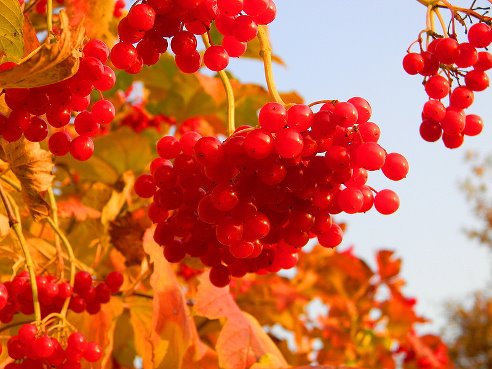 Божественный дар