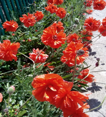 Взошла заря... На Рождество