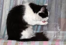 Лижет лапку наша кошка