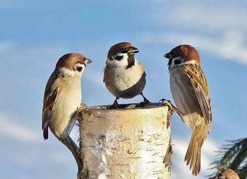 Хвастунишка, воробей