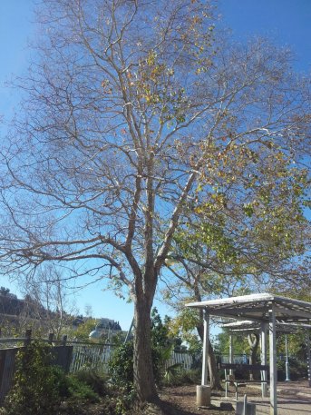 Пол дерева в листьях