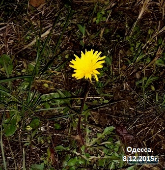 Как мало надо